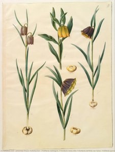 Fritillaria Meleagris; Fritullaria Lutea Eller Fritullaria Latifolia Var Lutea; Fritillaria Pyrenaica — Johannes Simon Holtzbecher