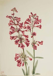 Parry's Penstemon (penstemon Parryi) — Mary Morris Vaux Walcott