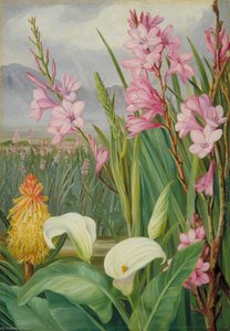 Beauties Of The Swamps At Tulbagh, South Africa — Marianne North