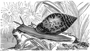 Engraving Of Pythia Scarabaeus — Friedrich Wilhelm Kuhnert