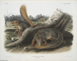 Sciurus Sayi, Say's Squirrel — John James Audubon
