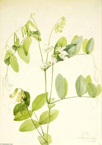 White Pea (lathyrus Ochroleucus) — Mary Morris Vaux Walcott