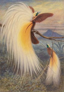 Birds Of Paradise — Thomas William Wood, Active 1855–1872, Realism