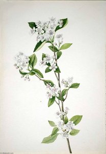 Red Chokeberry (aronia Arbutifolia) — Mary Vaux Walcott