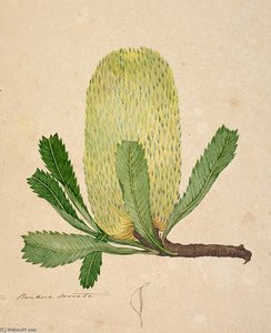 Banksia Serrata - — John William Lewin