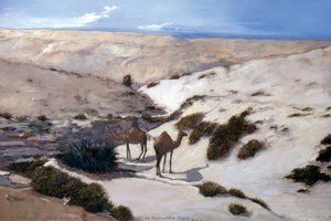 Camels at Rumaitha Wadi