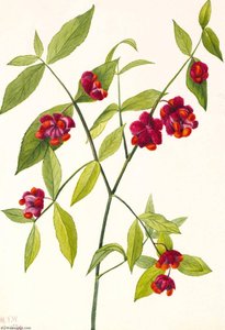 Strawberry Bush Hearts Bustin' With Love (euonymus Americanus) — Mary Vaux Walcott