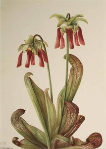 Parrot Pitcherplant (sarracenia Psittacina) — Mary Vaux Walcott