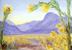 Looking Over An Expanse Of Leucadendron Towards Ceres And Mitchell's Pass — Marianne North
