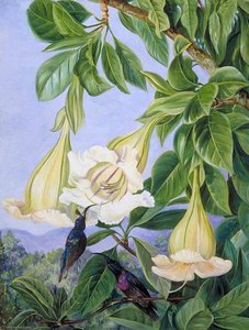 Foliage And Flowers Of A Tropical American Shrub And Honeysuckers — Marianne North, Academic Botanical Illustration