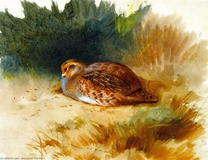 A Young Partridge — Archibald Thorburn
