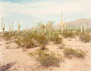 Saguaros, Organ Pipe Cactus N.m. Colorado, From The Portfolio Shadowless Places, Deserts Of The Southwest — Frank Di Perna