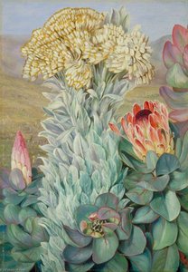 Giant Everlasting And Protea On The Hills Near Port Elizabeth — Marianne North