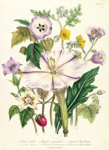 Devil's Trumpet — Jane Loudon