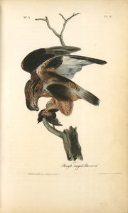 Rough-legged Buzzard — John James Audubon