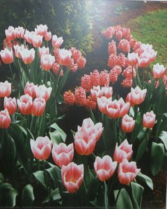 Blushing Dolly Hyacinths And Dreaming Maid Tulips - Holland — Karsh Of Ottawa