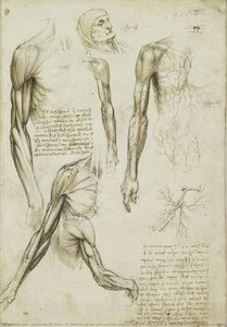 R: Muscles Of The Arm And The Veins Of The Arm And Trunk. V: Muscles Of The Shoulder, Arm And Neck — Leonardo Da Vinci, Renaissance