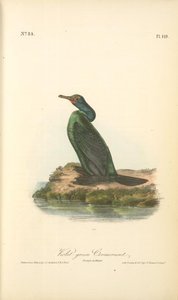 Violet-green Cormorant. Female In Winter — John James Audubon