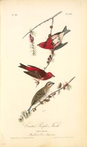Crested Purple Finch. 1. Males. 2. Female. (red Larch. Larix Americana.) — John James Audubon