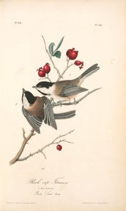 Black-cap Titmouse. 1. Male. 2. Female. (plant. Sweet Briar.) — John James Audubon