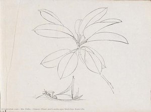 Flower, Plant And Landscape Sketches From Life — Xie Zhiliu