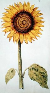 Or Sunflower Helianthus — Nicolas Robert