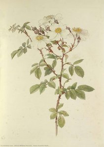 Rosa Arvensis Huds. — Alfred William Parsons