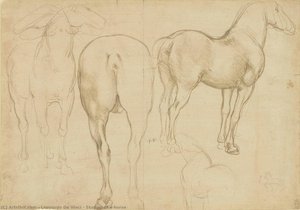Studies Of A Horse — Leonardo Da Vinci