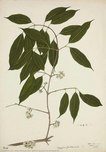 Jambul (syzygium Jambolanum Dc) — Diwan Bhawani Das