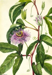 Maypop (passiflora Incarnata) — Mary Vaux Walcott