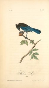 Steller's Jay. Male — John James Audubon