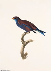 Erystomus Gularis — Jacques Barraband
