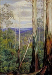 Blue Gum Trees, Silver Wattle And Sassafras On The Huon Road, Tasmania — Marianne North, Victorian Naturalism