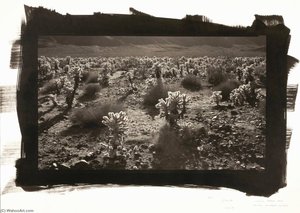 Cholla, Joshua Tree National Monument, California — Dick Arentz