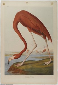 American Flamingo — John James Audubon