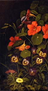Pansies and Nasturtiums