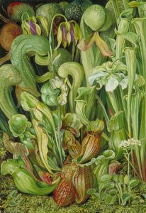 North American Carnivorous Plants — Marianne North, Pre-raphaelite Botanical