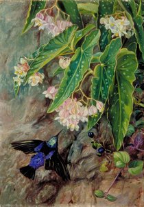 Brazilian Flowers — Marianne North