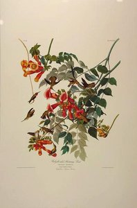 The Ruby Throated Humming Bird — John James Audubon