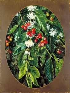 Foliage, Flowers And Fruit Of The Coffee, Jamaica — Marianne North