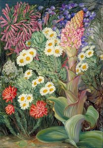 A Selection Of Flowers From Table Mountain, Cape Of Good Hope — Marianne North, Victorian Botanical Painting