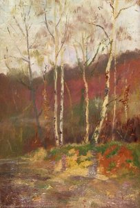 Silver Birch Trees — Walter Duncan