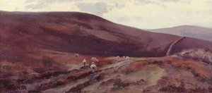 'Evening' Countisbury Common, Exmoor