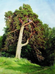 Pine. Merikyul — Ivan Ivanovich Shishkin