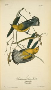 Prothonotary Swamp-warbler. 1. Male. 2. Female. (cane Vine.) — John James Audubon