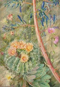 Some Flowers Of The Sterile Region Of Cauquenas, Chili — Marianne North