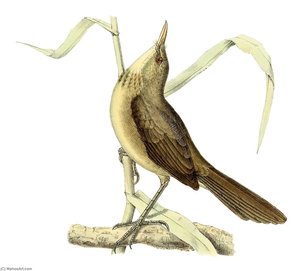 Untitled (aqtgmy) — John Gerrard Keulemans, Naturalistic Illustration
