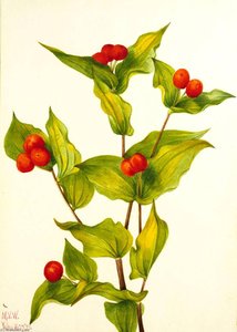 Fairy Bells (disporum Hookeri) — Mary Morris Vaux Walcott