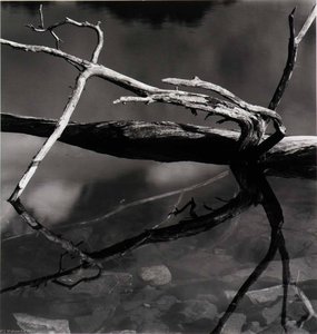 Untitled — Brett Weston