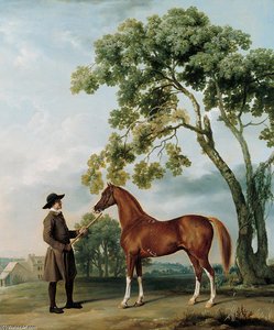 Lord Grosvenor's Arabian Stallion With A Groom — George Stubbs